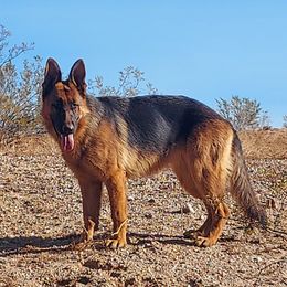 Raina - German Shepherd