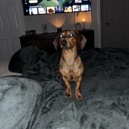 Rook - Dachshund