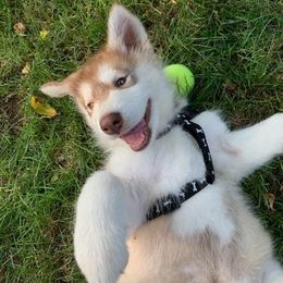 Alaskan Malamute Puppies from Enchanted Dreams Alaskan Malamutes