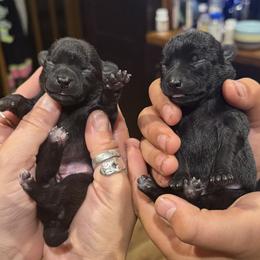 Chihuahua Puppies from Nine Mile Farms