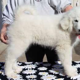 Jack - White Great Pyrenees puppy in California from Painted Sky