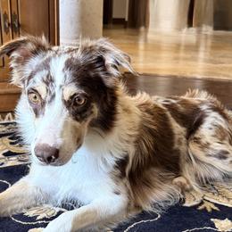 Aspen - Border Collie