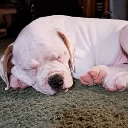 American Bulldog Puppies from Genesis American Bulldogs