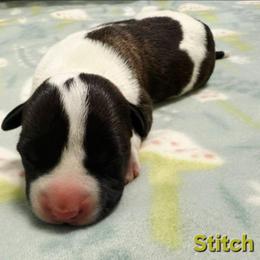 Stitch - Brown brindle male American Staffordshire Terrier puppy in Clintwood, Virginia from SkyBlue Kennel