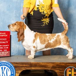 Maizey - Basset Hound