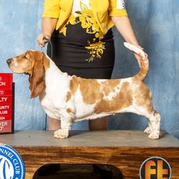 Maizey - Basset Hound