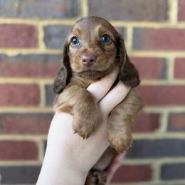Gompers - Chocolate and tan male Dachshund puppy in Loganville, Georgia from Royal Dackel Haus