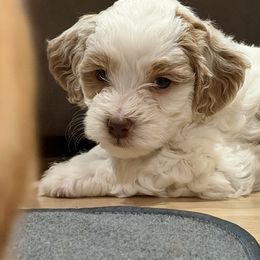 Bolt - Parti male Goldendoodle puppy in Coeur D’alene, Idaho from Griffitts Doodles