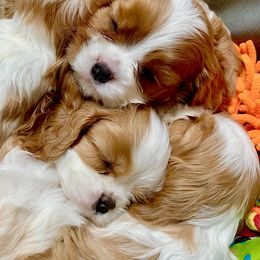 Cavalier King Charles Spaniel Puppies from Bella Fleur Cavaliers