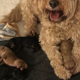 Cavapoos from Puppy Holiday Haven