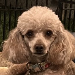 Ava - Apricot female Poodle puppy in Clarksville, Tennessee from Bee Mine Poodles, Doodles and Pomeranians