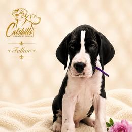 Falkor - Mantle male Great Dane puppy in Liberty, New York from Catskills Greatest Danes