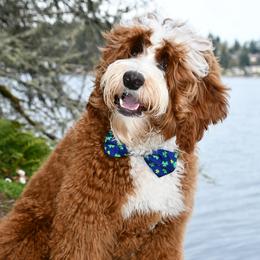 Thor - Australian Labradoodle
