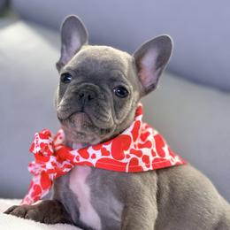 French Bulldog and Goldendoodle Puppies from Haus of Pawz