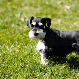 Miniature Schnauzer Puppies from Snowflake Schnauzers