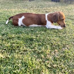 Iggy - Dachshund