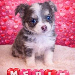 Merle Haggard - Blue merle male Chihuahua puppy in Drumright, Oklahoma from Fancy Pants Chihuahua’s