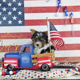 Mando - Parti male Yorkshire Terrier puppy in Austin, Arkansas from Cup's Yorkie Parti Pups