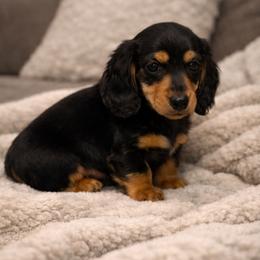 Boy 1 - Black and tan male Dachshund puppy in Licking, Missouri from Bean Creek Dachshunds & Terriers