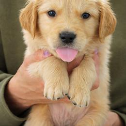 Puppy 1 - Golden male Golden Retriever puppy in San Tan Valley, Arizona from Top Gun Golden Retrievers