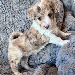 Sierra - Red merle female Aussiedoodle puppy in Post Falls, Idaho from North Idaho Miniature Aussiedoodles