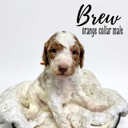 Brew - Parti male Goldendoodle puppy in Taylorsville, North Carolina from Doggone Dixie Doodles