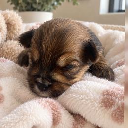 Winnie - Chocolate, tan and white female Yorkshire Terrier puppy in West Fargo, North Dakota from A Yorkie Tale | Toy Poodles