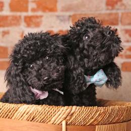Poodles from Olive Branch Toy Poodles