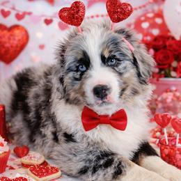 Winter - Blue merle male Australian Shepherd puppy in Garland, Maine from MilkyWay Aussies with Tails