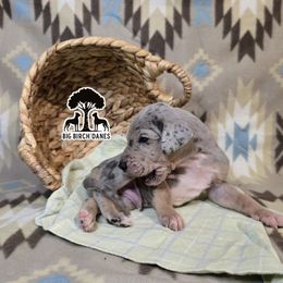 Biscotti - Mantle male Great Dane puppy in Spiro, Oklahoma from Big Birch Danes