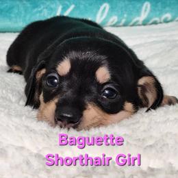 Baguette - Black and tan female Dachshund puppy in Mount Sherman, Kentucky from Kaleidoscope Dachshunds and Whippets