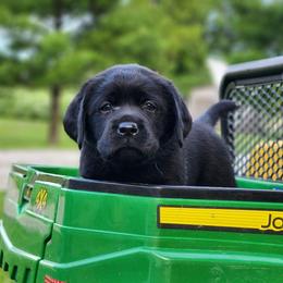 Boy 2-Blue - Black male Labrador Retriever puppy in Saunemin, Illinois from Shooting Star Labs