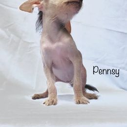 Chinese Crested Puppies from The Cranberry Dog