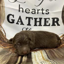 Girl 4 - Liver female German Shepherd puppy in Pelham, North Carolina from P & P Shepherds
