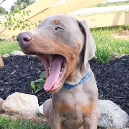 Doberman Pinscher Puppies from KB's Dobermans