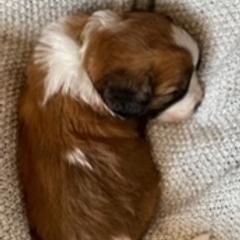 Saint Berdoodle Puppies from Tempe Town Saint Berdoodles