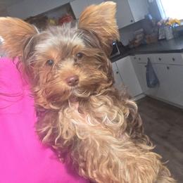 Mozzarella - Chocolate, tan and white female Yorkshire Terrier puppy in Lakeland, Florida from You Me & The Yorkies