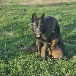 German Shepherd Puppies from Von Thomson Haus