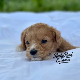 Chip - Red male Cavapoo puppy in Nashville, Arkansas from Rocky Road Puppies
