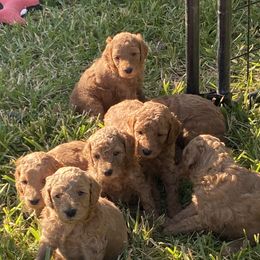 Poodle Puppies from Cityscape Moyen Poodles
