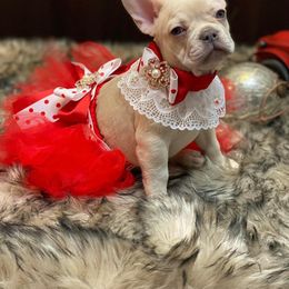 French Bulldog Puppies from QueenBFrenchies