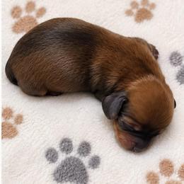 Boy 2 - Sable male Dachshund puppy in Miami, Florida from Marble Dachshunds