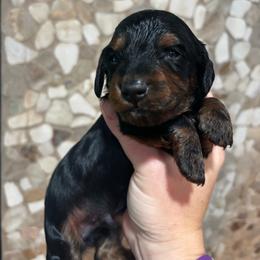 AKC Bandit - Black and tan male Dachshund puppy in White Cloud, Michigan from West Michigan Dachshund