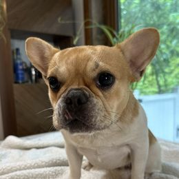 Anabelle - Companion Cross