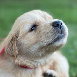 Wren (Pink) - Golden female Golden Retriever puppy in Franklin, West Virginia from Wildmour K9
