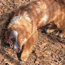 Darla - Miniature Australian Shepherd
