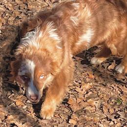 Darla - Miniature Australian Shepherd