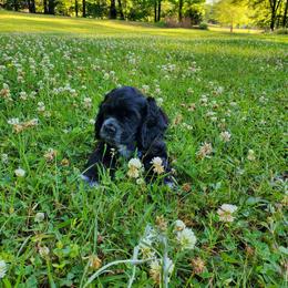 Sam - Black and white male Cocker Spaniel puppy in Byram, Mississippi from Chloe's Cocker Spaniels