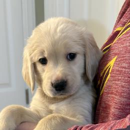 Brynn - Light golden female Golden Retriever puppy in Seville, Ohio from Retriever Ranch