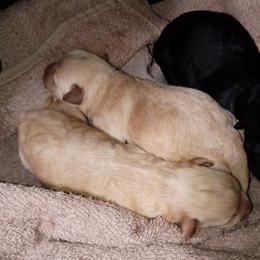 G-3 - Black female Schnoodle puppy in New Cambria, Kansas from Shrivers' Sweethearts